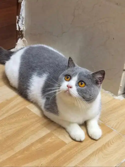 接到可以立马配#蓝白  #英短蓝白找家长  #蓝白母猫  #英短