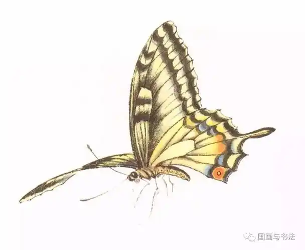蝴蝶的工笔及写意画法