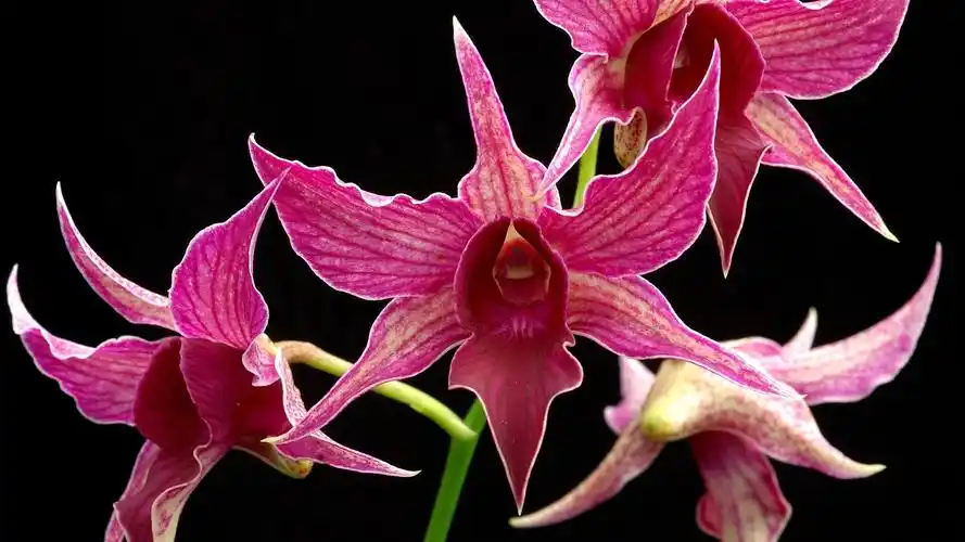 粉色兰花花特写,黑色背景 壁纸 - 1920x1080 全高清