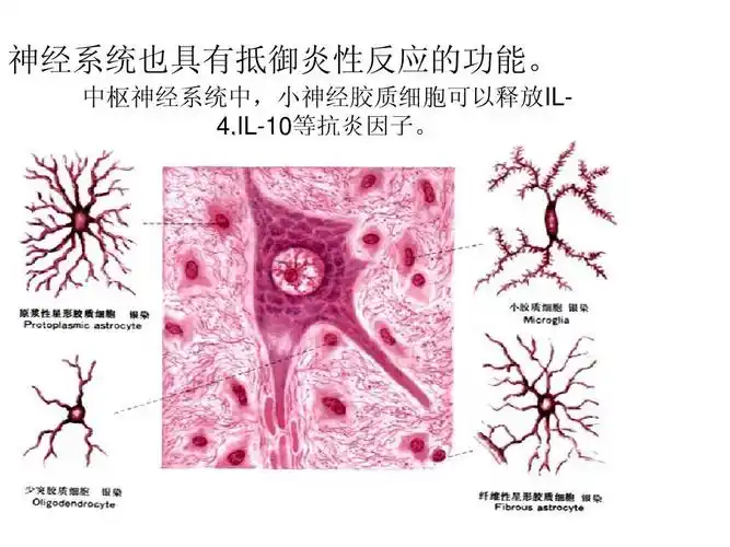 中枢神经系统中,小神经胶质细胞可以释放il4,il-10等抗炎因子.