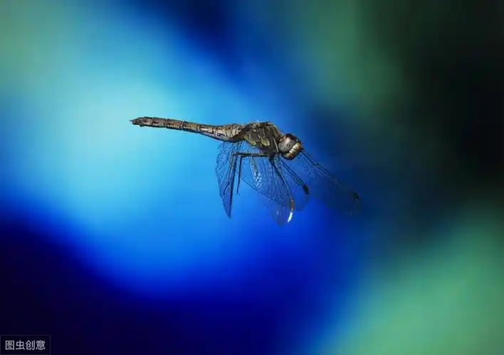 蜻蜓的习性蜻蜓有哪些秘密