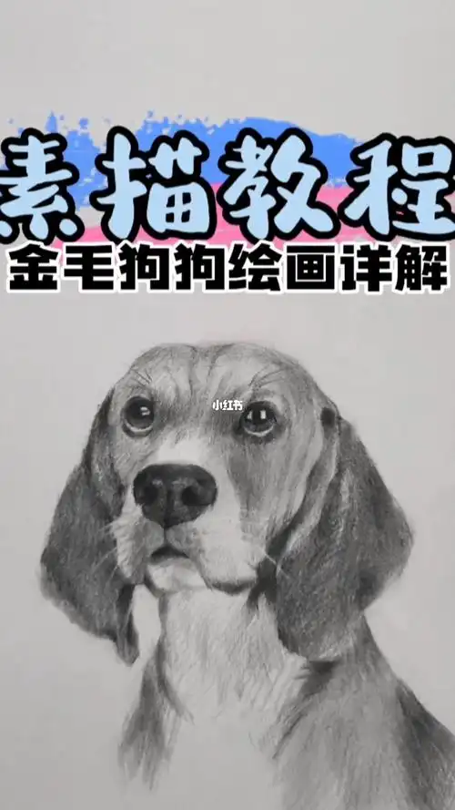 画一只可爱的金毛狗狗