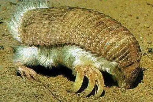 十大恶心动物, 看了不想吃饭, 慎重点击