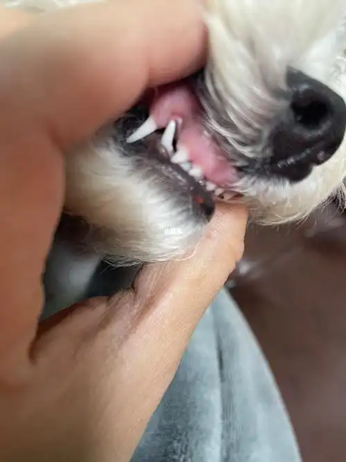 3个多月的比熊牙齿戳肉了有什么办法改善