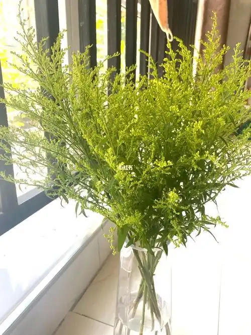 黄英感觉这上面的小花包都能开我的只有个别的开了是黄色的小花还挺