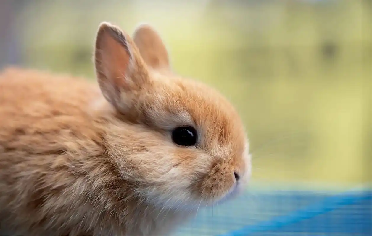 非常可爱的兔宝宝.#原创摄影  - 抖音