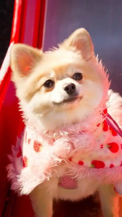 狗狗,萌宠,宠物狗,狗狗,汪星人,手机壁纸可爱蝴蝶犬