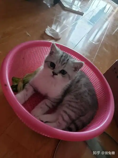 英短和美短串出来的猫大概能卖多少钱?