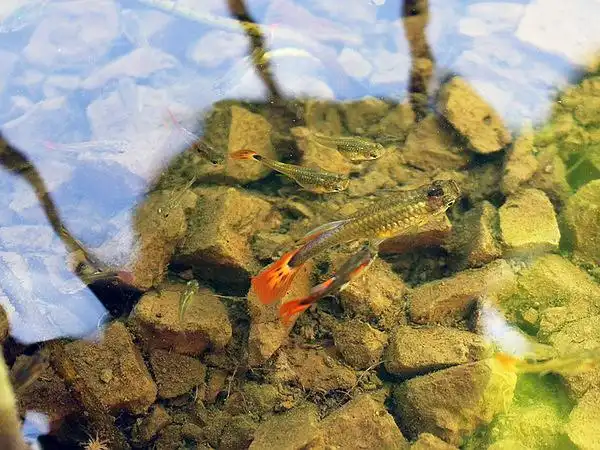 neor的相册-碗莲小鱼生长记