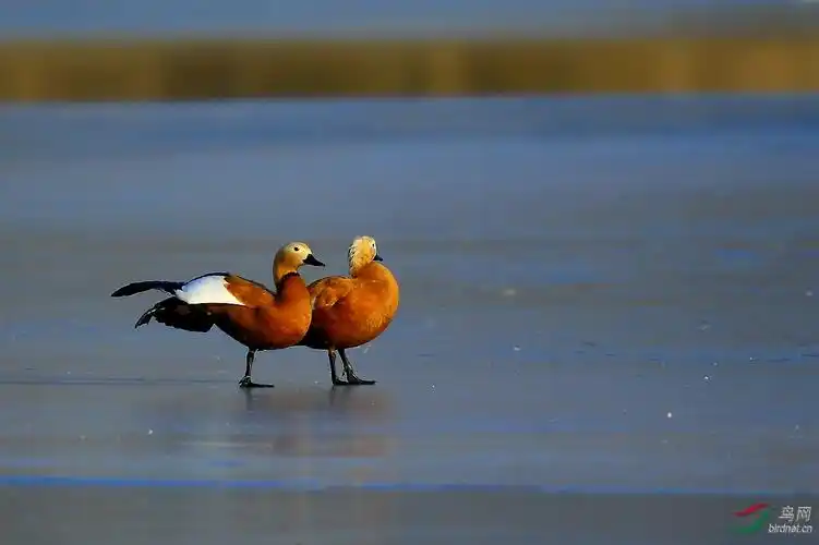 你劈腿吧我走了
