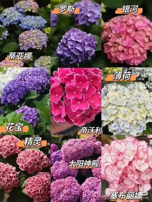 绣球花品种大集合