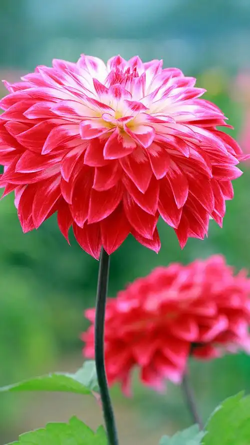 1080_1920竖版 竖屏