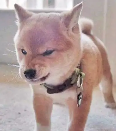 狗狗偶尔会做出"超凶"表情,那你知道它这个表情意味着什么吗?