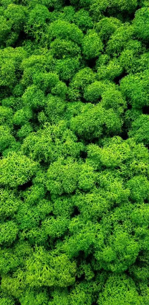 壁纸推荐绿色护眼绿意盎然清新唯美高清无水印