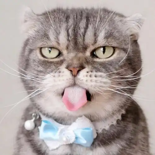 分享一组很可爱很凶的猫咪照片