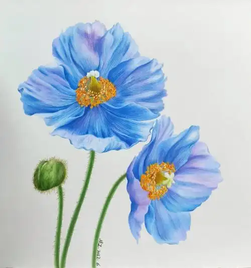 彩铅手绘  #花卉绿植