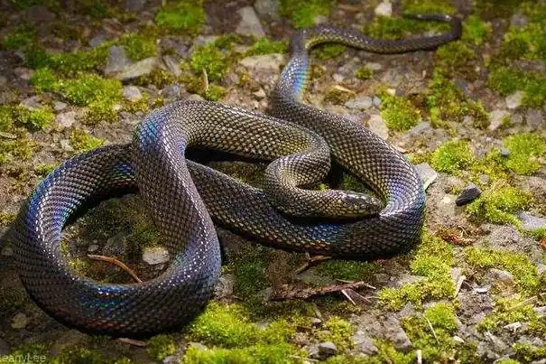 蛇为什么会发出嘶嘶的声音呼吸发出声音通过气孔呼吸