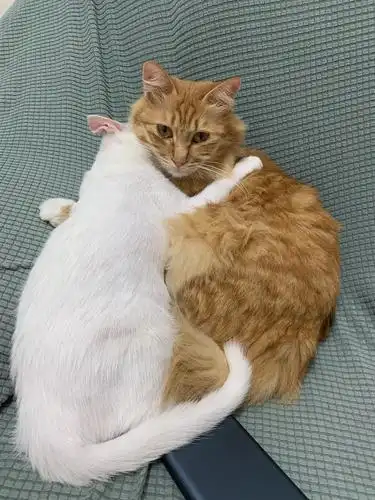 捡了两只流浪猫 大橘子 小白猫,每天都很恩爱