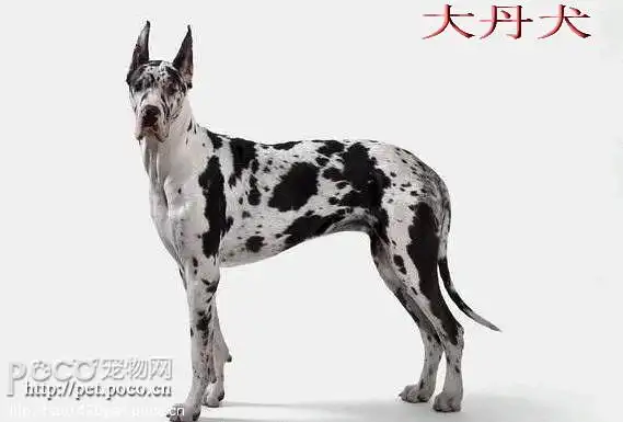 世界名犬品种大全图片