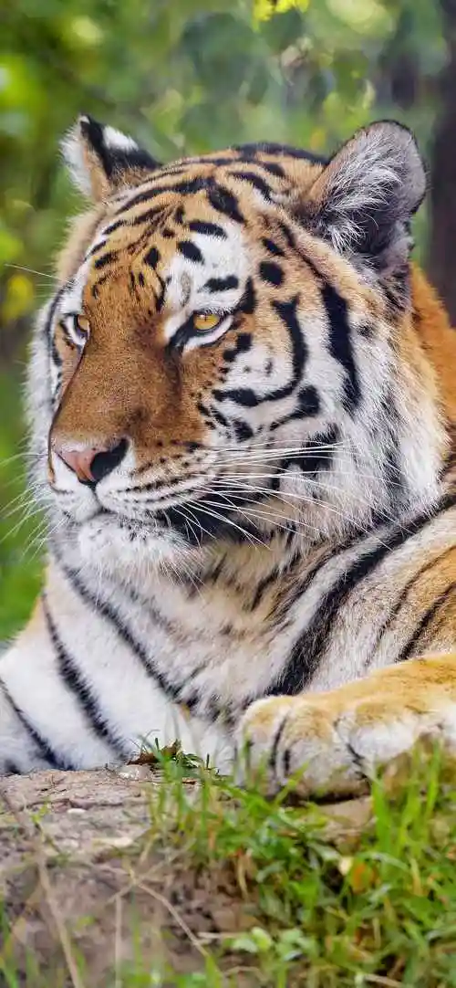 自然动物图片大全高清图片手机壁纸-动物壁纸 - 壁纸家