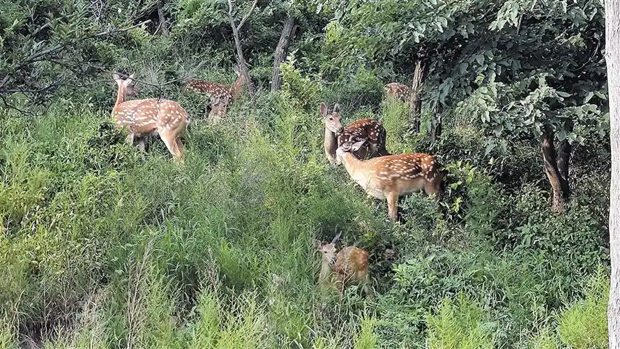 峰回鹿转成新景鹿鸣大连正当时