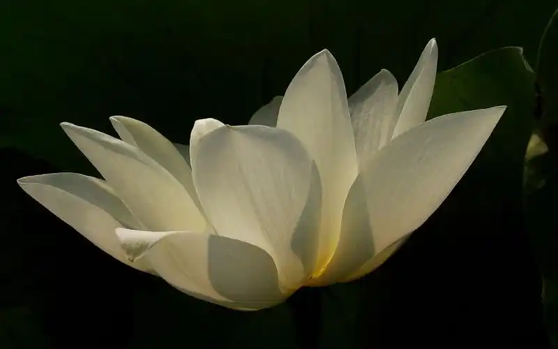 清新白莲花开,高清壁纸图片,鲜花背景-回车桌面