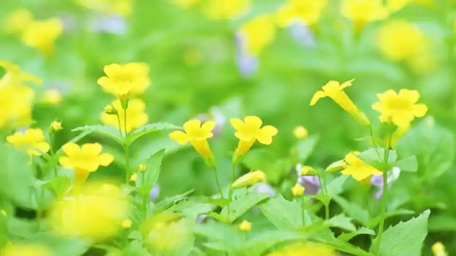 迷人的花海,高清图片,电脑桌面-壁纸族