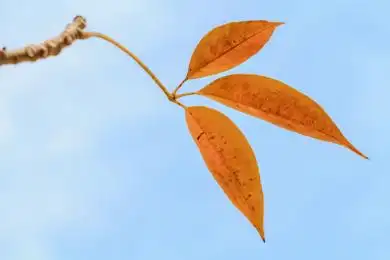 仰拍木棉树枝头的黄色树叶,蓝天背景