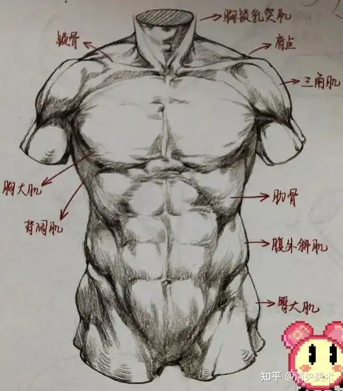 美术集训零基础学速写技法提升二观察方法