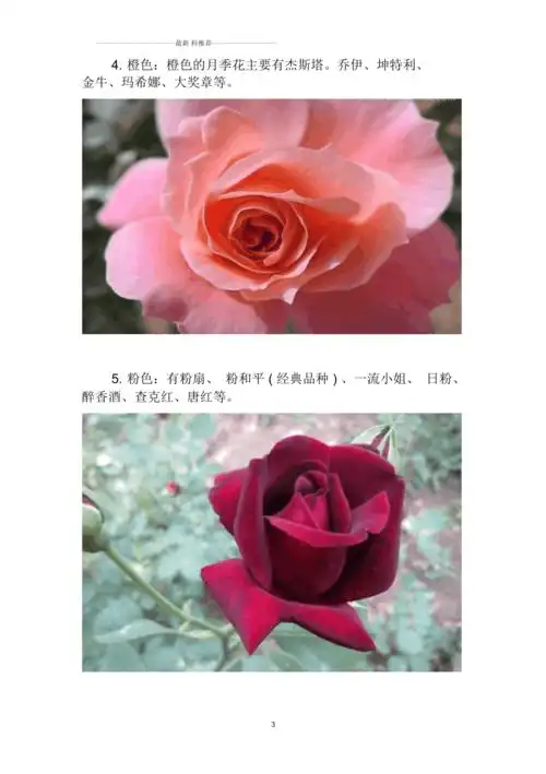 月季花品种大全