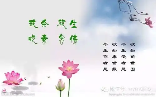 佛说:不要杀生了,吃素就是放生!