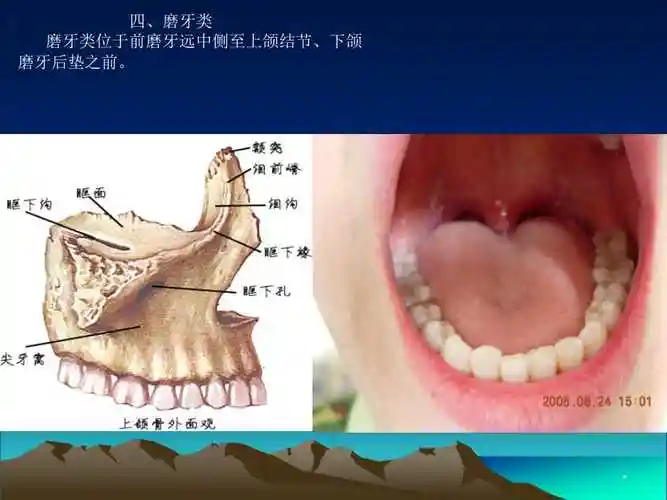 上颌磨牙解剖形态ppt参考幻灯片