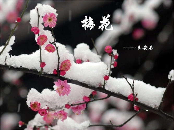 梅花--王安石课件.pptx