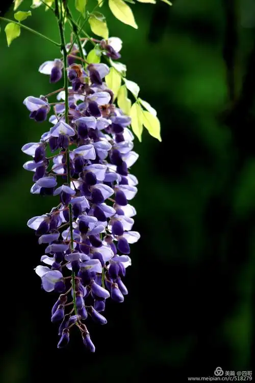 紫藤花飘香一四哥摄影