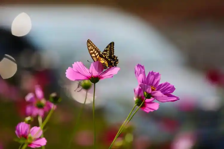 格桑花开蝴蝶飞
