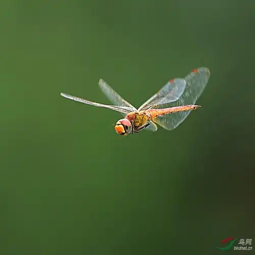 空中飞行着的蜻蜓