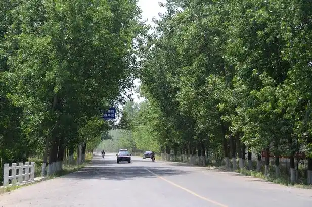 道路两旁郁郁葱葱的杨树