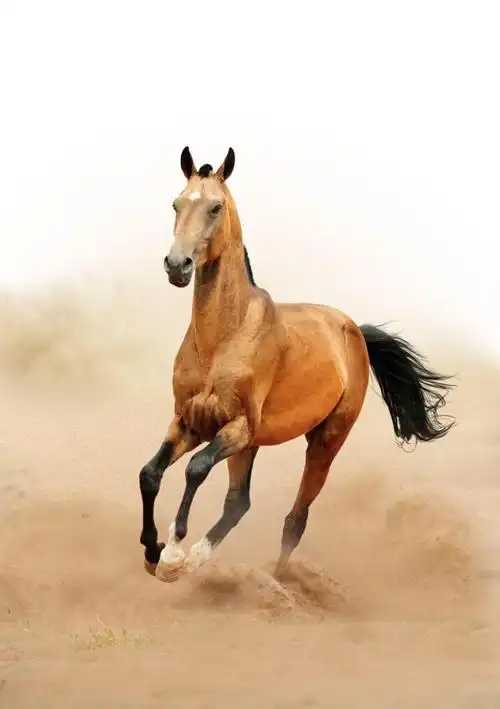 马的头面平直而偏长,耳朵很短,四肢很长,能在坚硬地面上迅速奔跑.