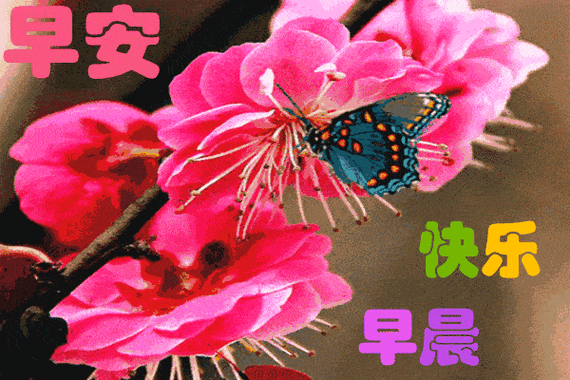 群发清晨早安问候动态表情图片冬季新版早晨问候语录