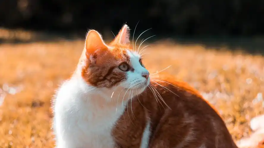 猫壁纸【748】(动物静态壁纸) - 静态壁纸下载 - 元气壁纸