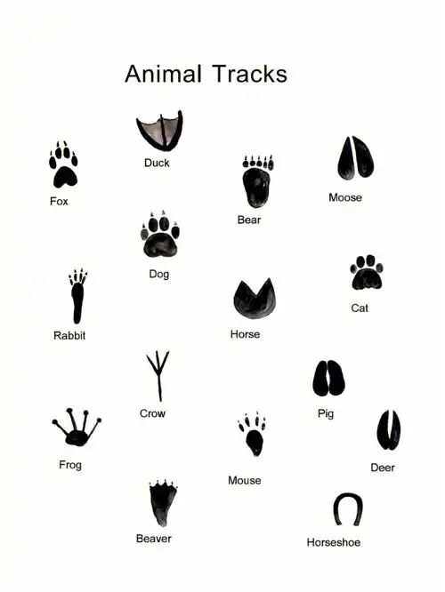 动物脚印猜猜这是谁的脚印