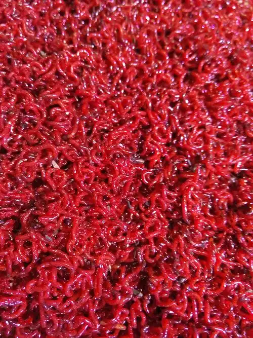 鲜活红虫 天津特大号黑头公虫活饵拉饵万能鱼饵红虫特价 20g