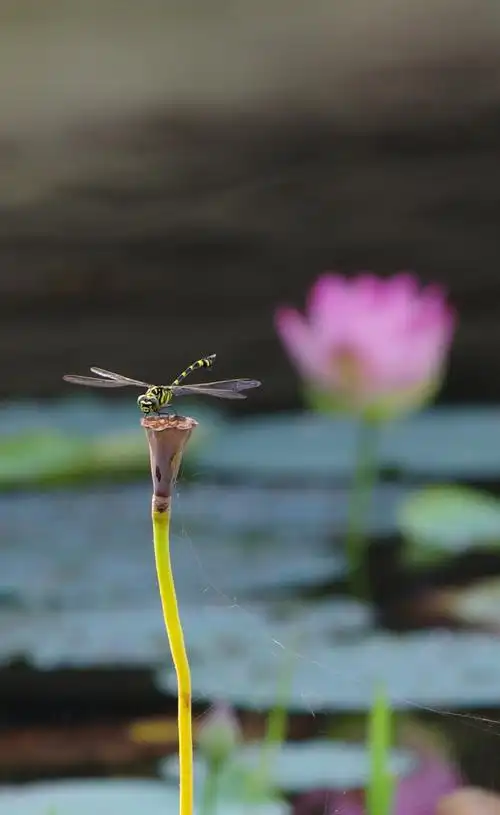 荷塘蜻蜓