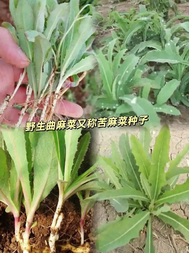 野曲麻菜又称苦麻菜野生曲麻菜,自然馈赠的绿色宝藏.它生长在 - 抖音
