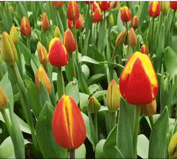 宝泉"花花世界"(景区实景)这里已经美得不似人间了宝泉的郁金香开啦