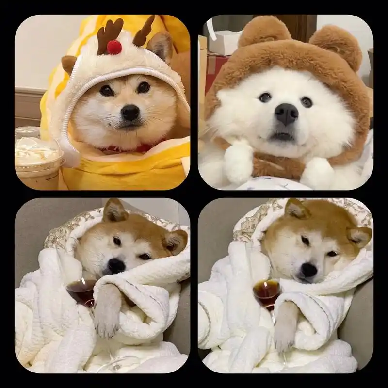 超喜欢事事有回应的靠谱小狗#笨蛋小狗 #狗狗头像 - 抖音