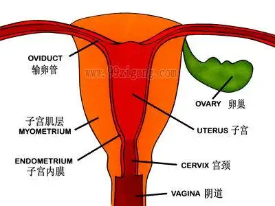 子宫结构示意图