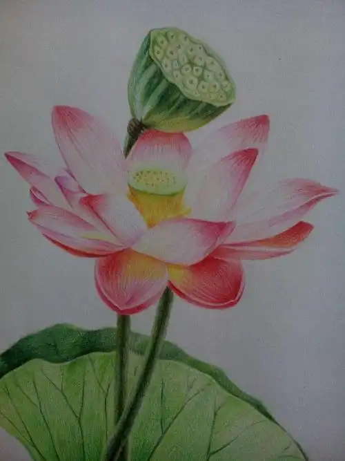 手绘彩铅素描,有画的吗