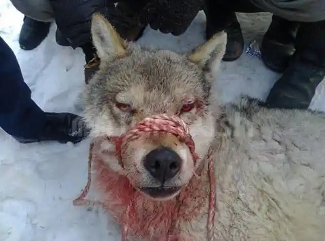 俄罗斯的狼很悲伤俄罗斯的熊很囧