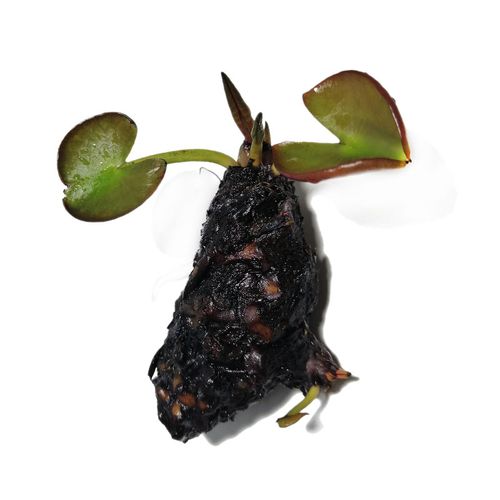 睡莲碗莲根迷你荷花根茎水培鱼池鱼缸庭院池塘水草